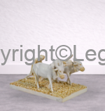 Farmer harvesting with Bulls - Image 2